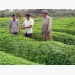Japanese firms eye organic agriculture in An Giang
