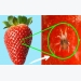 What Dangers Lie In Tempting Strawberries?