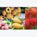 Door opened for Vietnam’s vegetable and fruit exports to UAE