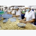 Int’l client conference to promote Binh Phuoc’s cashew