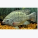 A warning and an improved PCR detection method for tilapia lake virus (TiLV) disease