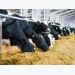 Danish team show benefits of barley substitution with glycerol in dairy feed