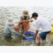 Giant river prawns recover after long decline