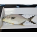 Evaluating dietary fish oil replacement in juvenile Florida pompano