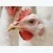 The real costs of antibiotic-free, slow-growing broilers