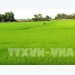 Hau Giang uses more RoK biological products in cultivation