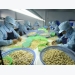 Advanced technology crucial to improve cashew output