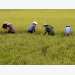 Rice prices rise in India as demand recovers; Thai prices dip ahead of harvest