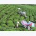 Low quality, lack of brands hinder tea exports