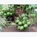 Dừa dứa: Cây trồng triển vọng cho nhà vườn ĐBSCL