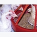 How to increase broiler feed intake