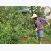 Kĩ thuật trồng chanh tứ mùa ở Nghệ An
