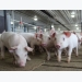 Spray-dried plasma may improve piglet performance, feed intake