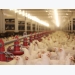 6 poultry nutrition, health trends shaping the future