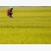 Vietnam rice rates up for fifth week; currency moves weigh on India, Thailand