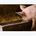 Three ways to implement piglet creep feeding