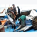 Vietnam’s tuna export to China shoots up