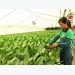 Hà Nội helps bring farmers into 21st century with tech
