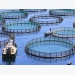 Aquaculture genetics consortium set to tackle industry challenges