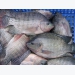 Production of omega-3 enriched tilapia through dietary algae meal or fish oil