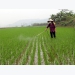 Tập trung chăm sóc, phòng trừ sâu bệnh hại lúa tại Yên Bái