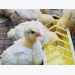 In-feed boric acid use may aid chicken gut health, salmonella resistance