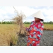 Winter-spring rice production exceeds 10.7 million tons in Mekong Delta