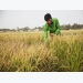Delta’s “start-up farmer” in search of organic rice