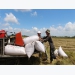 Kiên Giang, Long An provinces want rice export ban lifted