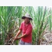 Mekong Delta farmers destroy thousands of hectares of sugarcane