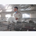 Tuyên Quang rabbit farmer profits from raising New Zealand breed