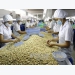 Bình Phước cashew processors face shortage of capital, raw materials