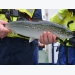 Are organic farmed salmon more susceptible to sea lice?