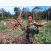 Cassava exports, prices jump on surging China demand