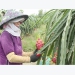 Chau Thanh: 5,500 hectares of high-tech dragon fruit built