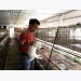 Young farmer earns billions of VND a year from rabbit exports to Japan