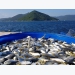 Developing Vietnam’s marine aquaculture on industrial scale
