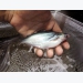 Chăn nuôi cá tra - Tổng quan