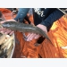 Giải pháp thành công cho nghề nuôi cá lóc