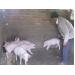 Đắk Mil chú trọng công tác tiêm phòng dịch bệnh cho vật nuôi trong mùa mưa 