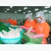 Pangasius price increase not attract farmers fearing fluctuations