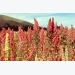 Quinoa Cultivation Information Guide