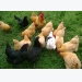 Poultry Farming Information Guide