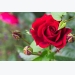Rose Flower Growing Tips and Trick