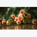Kỹ thuật trồng hoa cẩm chướng trong nhà kính