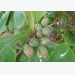 Almond Cultivation Information Guide