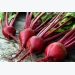 Beetroot Cultivation Information Guide