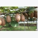 Kiwi Cultivation Information Guide