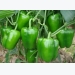 Capsicum Cultivation (Bell Pepper) Information Guide