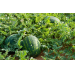 Watermelon Farming Information Guide